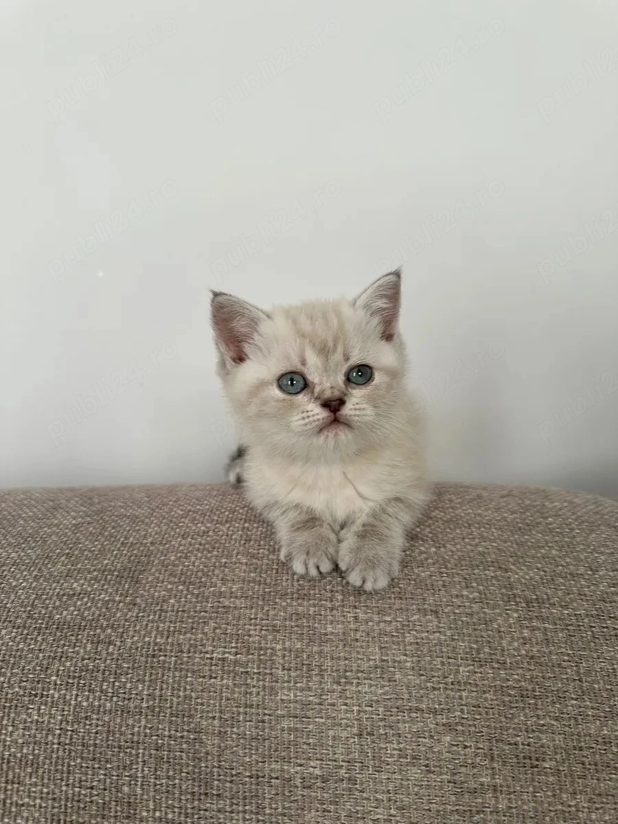 Ragdoll disponibil 