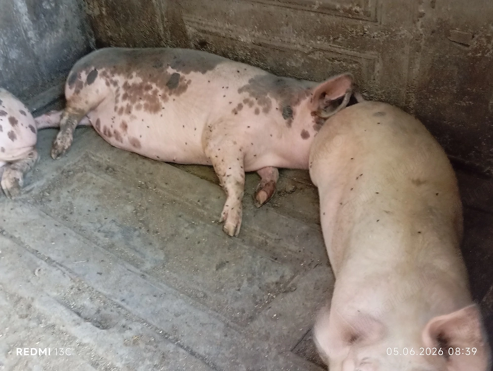 Vînd porci mari și mici