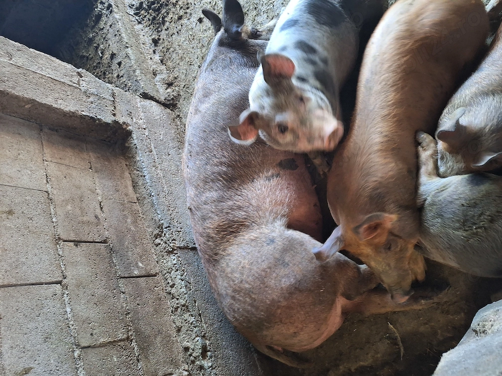 Porc de sacrificat, aprox 200 kg