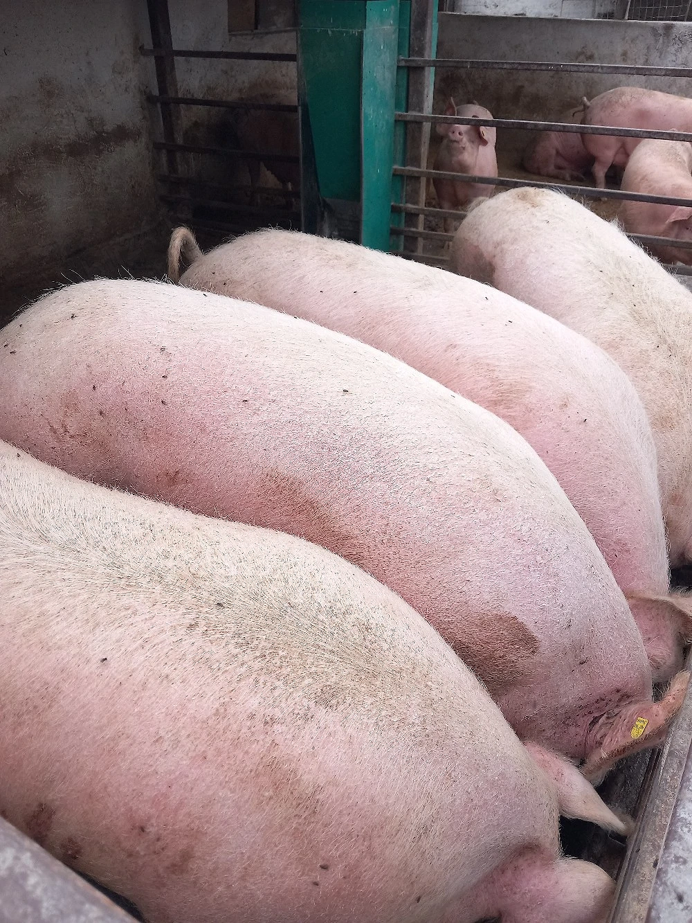 vand porci grasi 200-300 kg