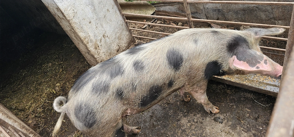 Vând porci 80-100 kg