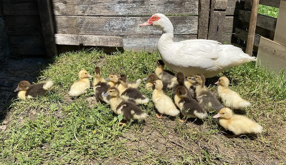 Leșești și Mii de Flori