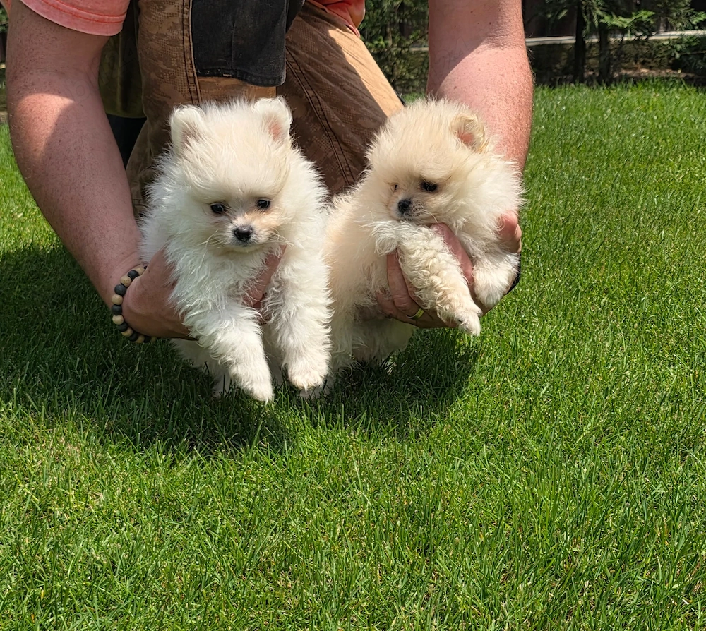 Pui de Pomeranieni !