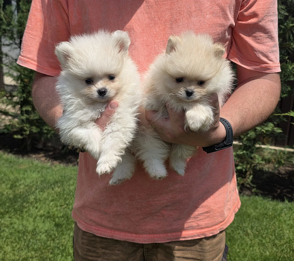 Pui de Pomeranieni !