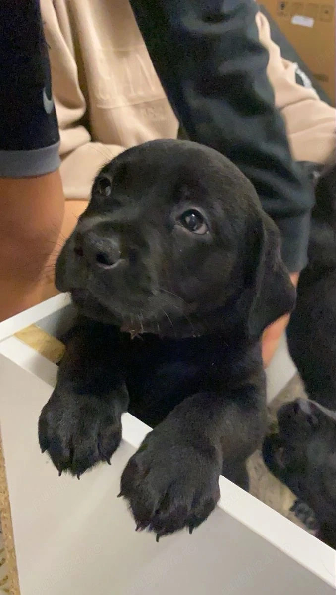 Labrador Retriver 