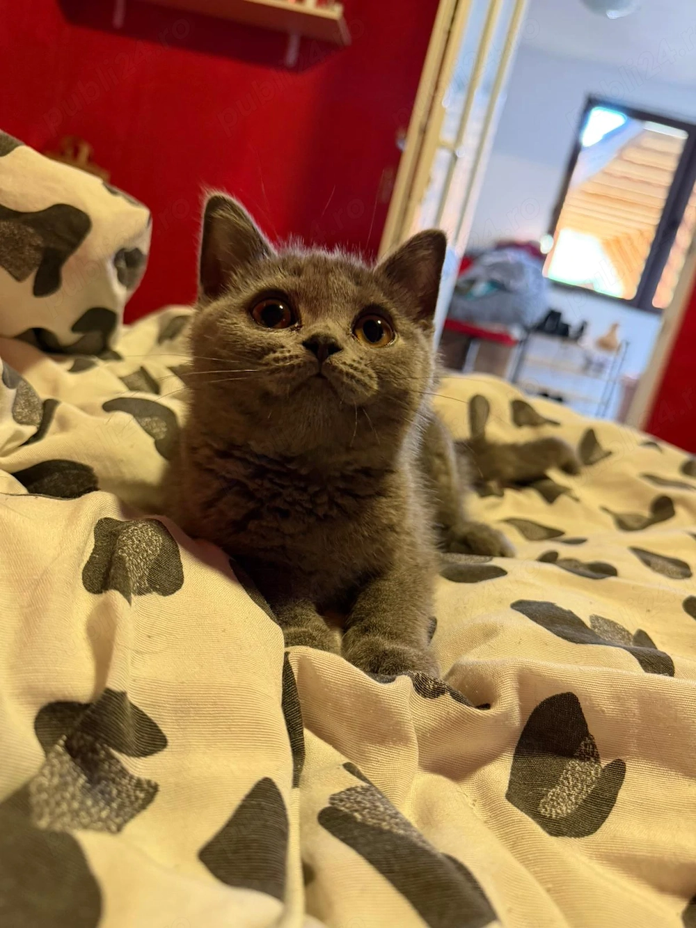 Motan british shorthair