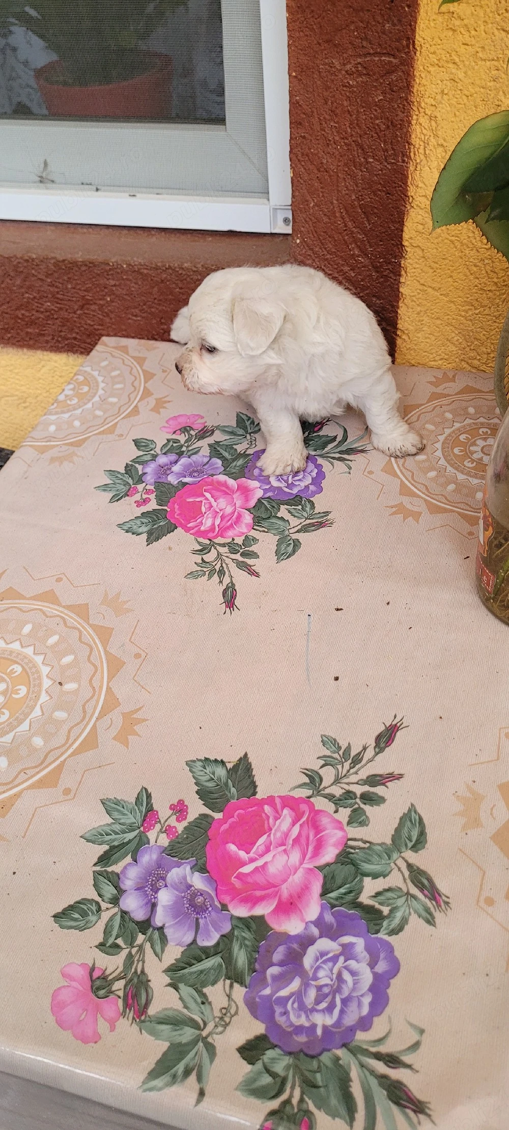 căței bichon maltez
