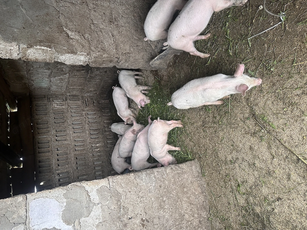 Purceluși de vânzare la alegere