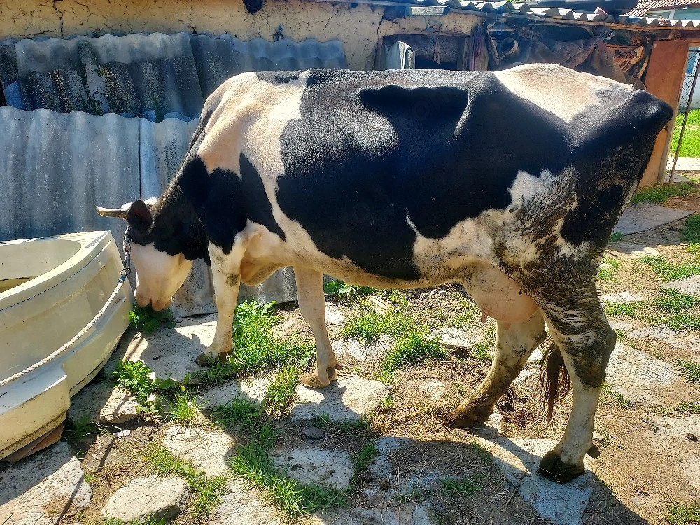 Vând vacă rasă hollștain trebuie să fete pe data de 9 martie o fost montată 
