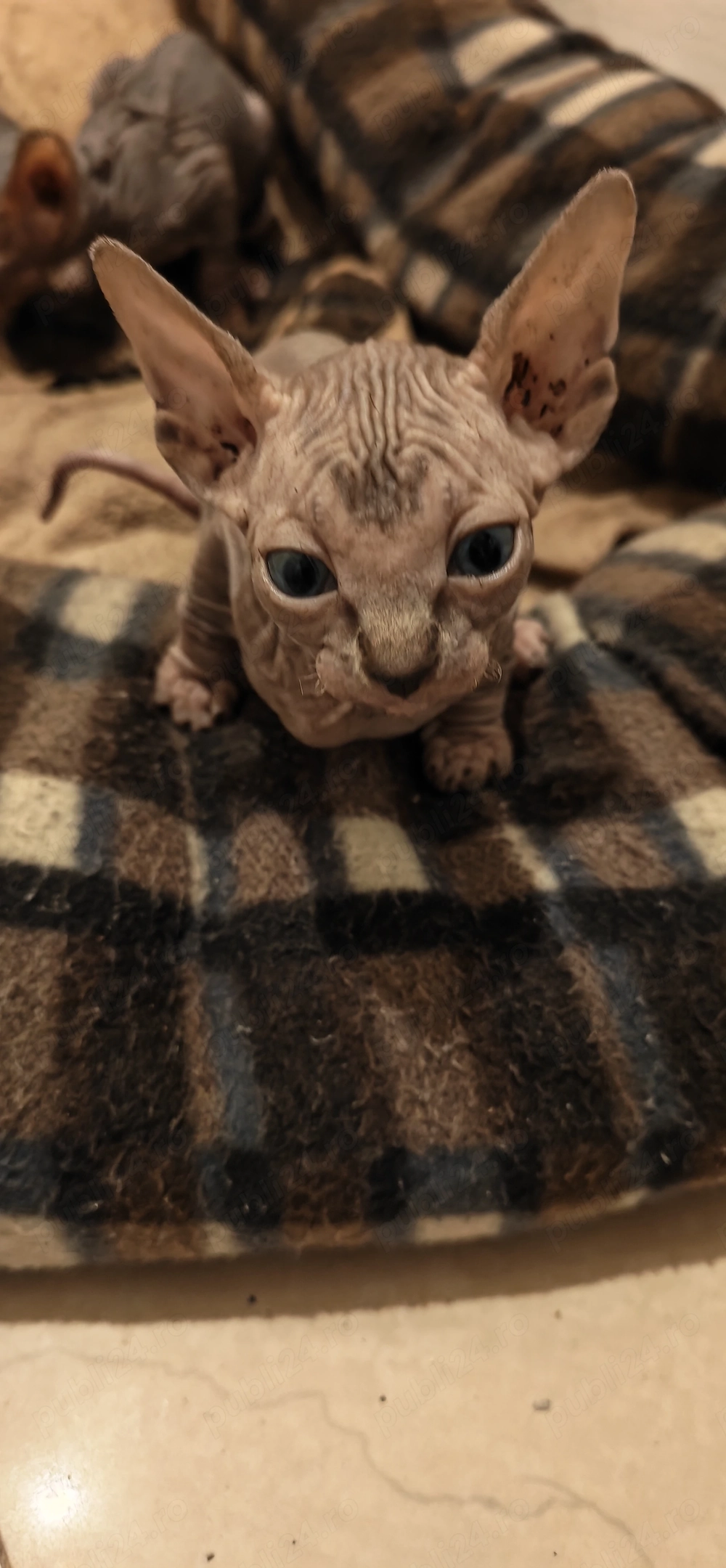 Sphinx imperial persan