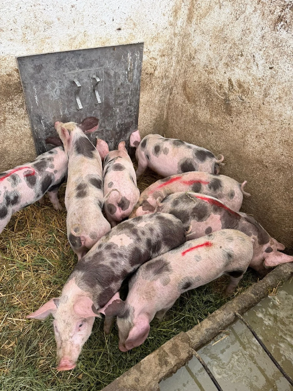 Porci de vânzare 