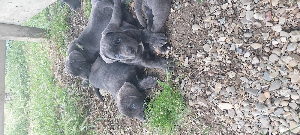 Pui cane corso, vârsta 6 săptămâni. 