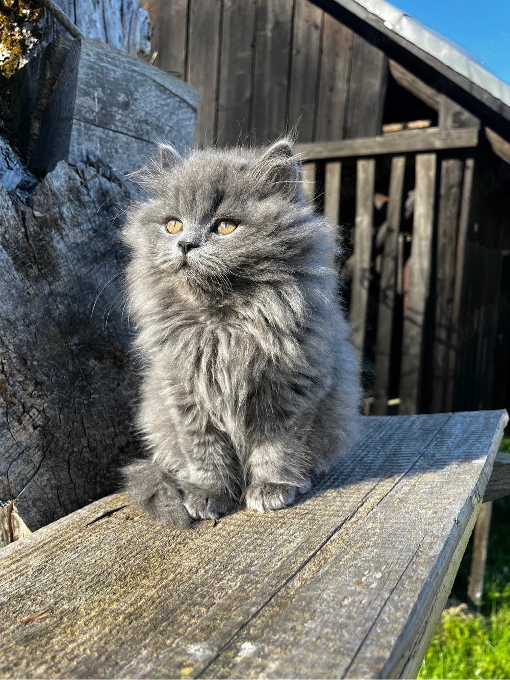 British Longhair