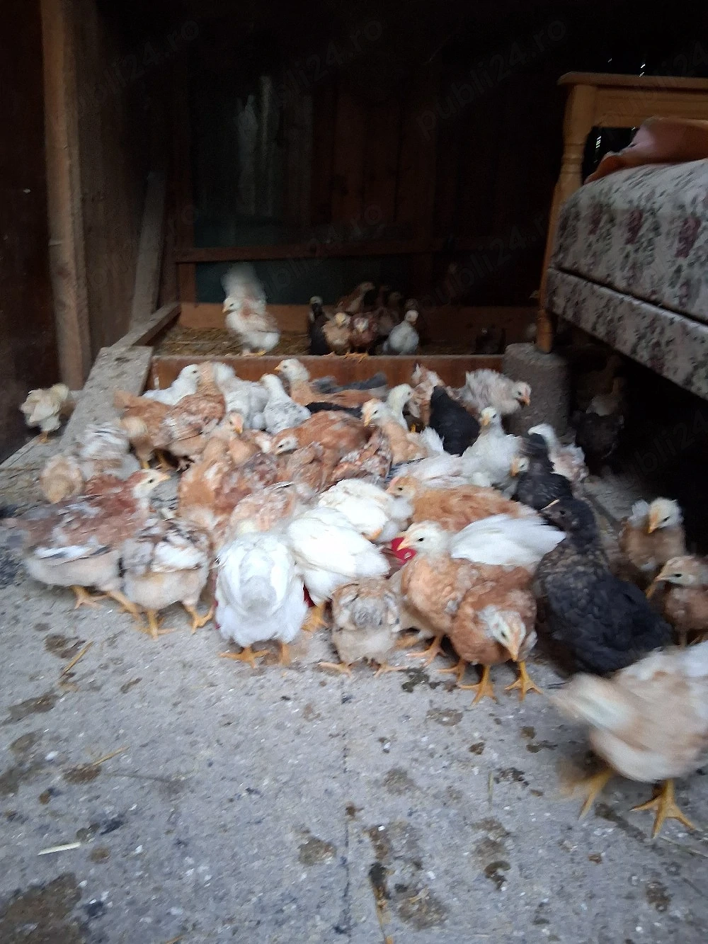 vînd pui de găină