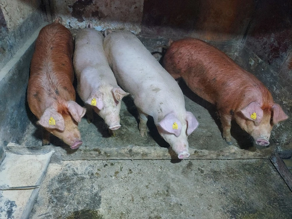 Vând purcei 150 lei bucata 60kg