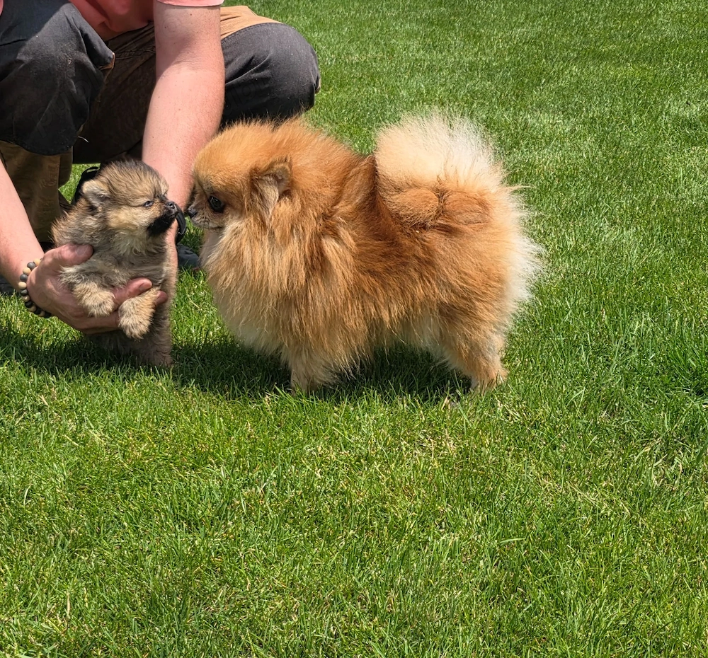Pomeranieni multiple culori !