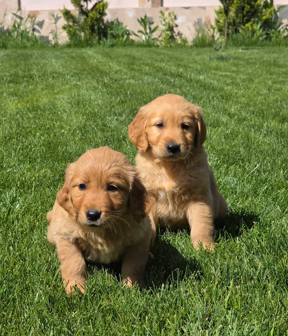 Golden Retriver Pui !