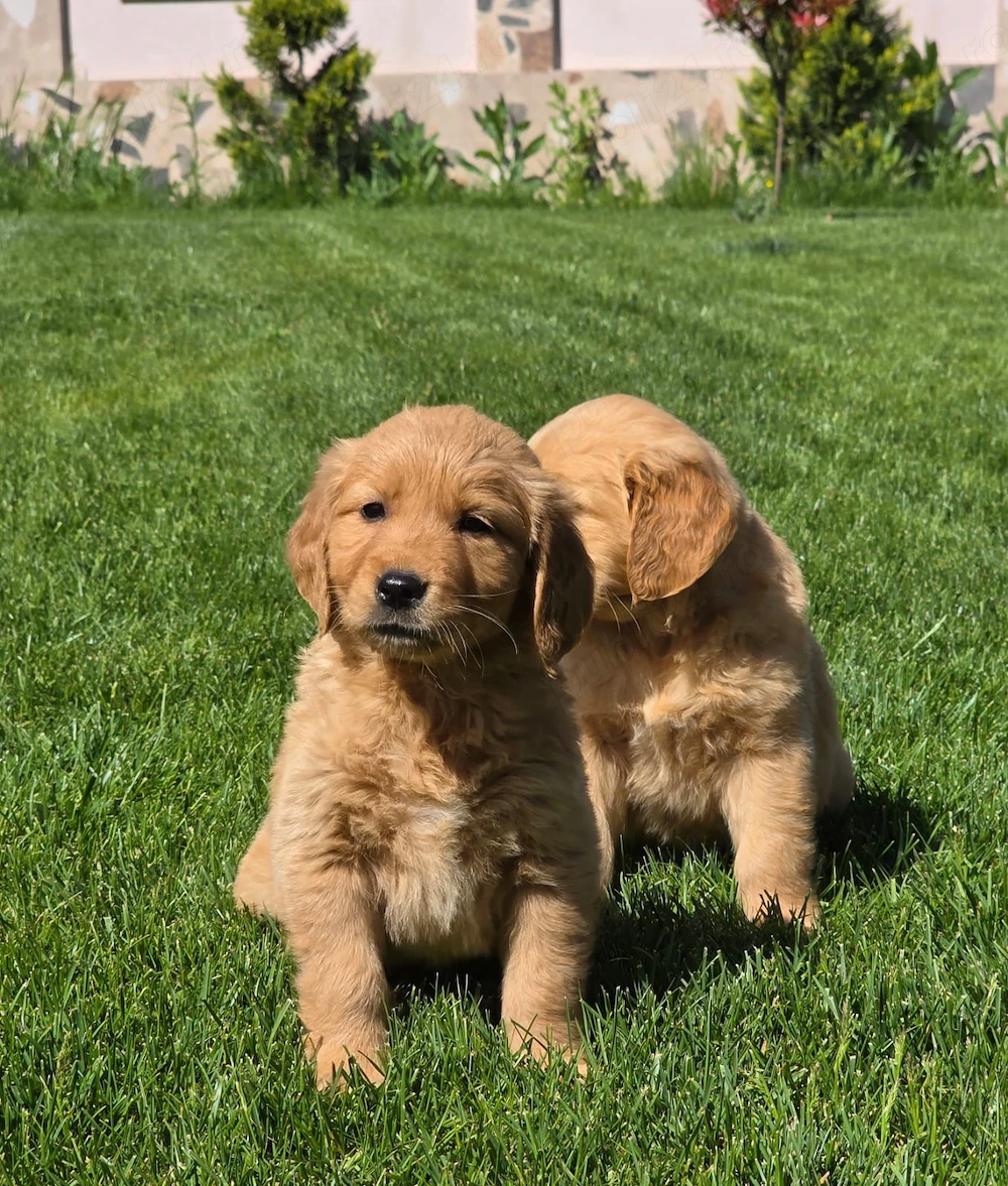 Golden Retriever Mega Prietenos