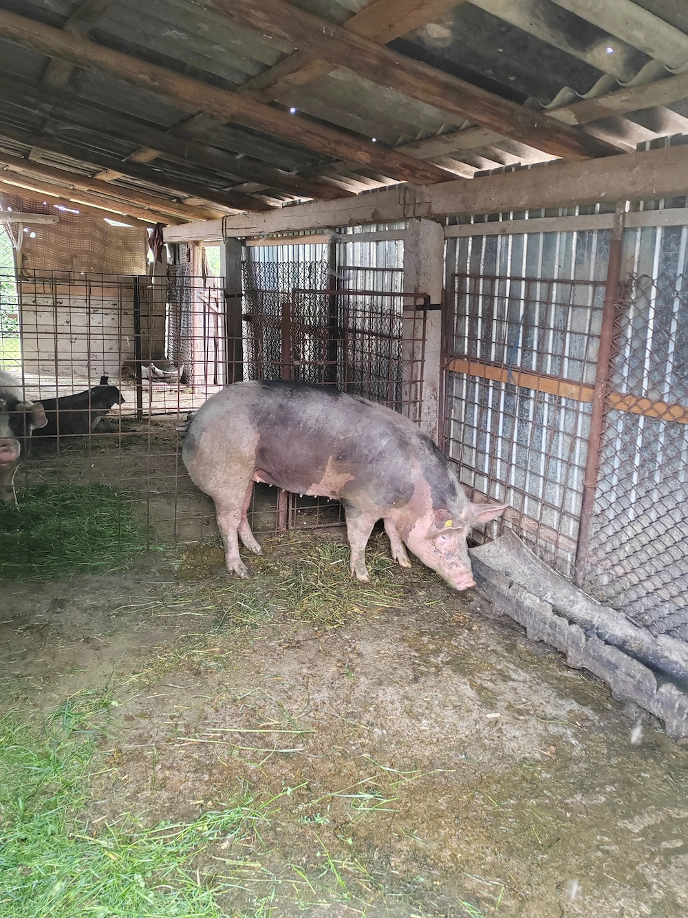 Vând porci grasi
