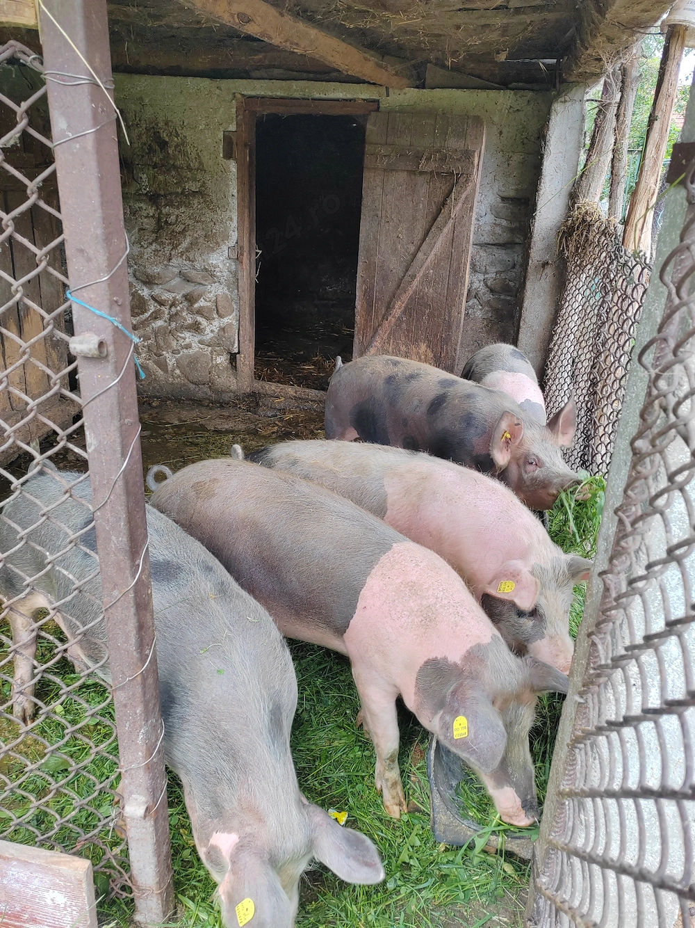 Vând porci, grasuni