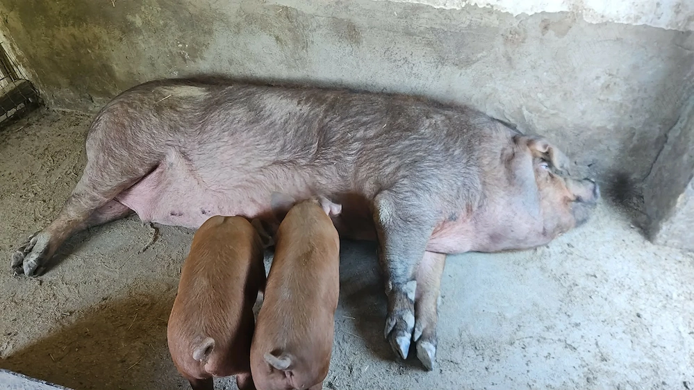 Vand purcei rasa Duroc de 6 saptamani in judetul Neamt