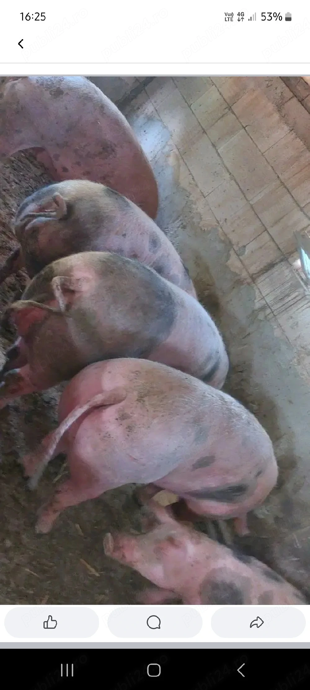 Scroafe de carne pt sacrificat 230-260 kg