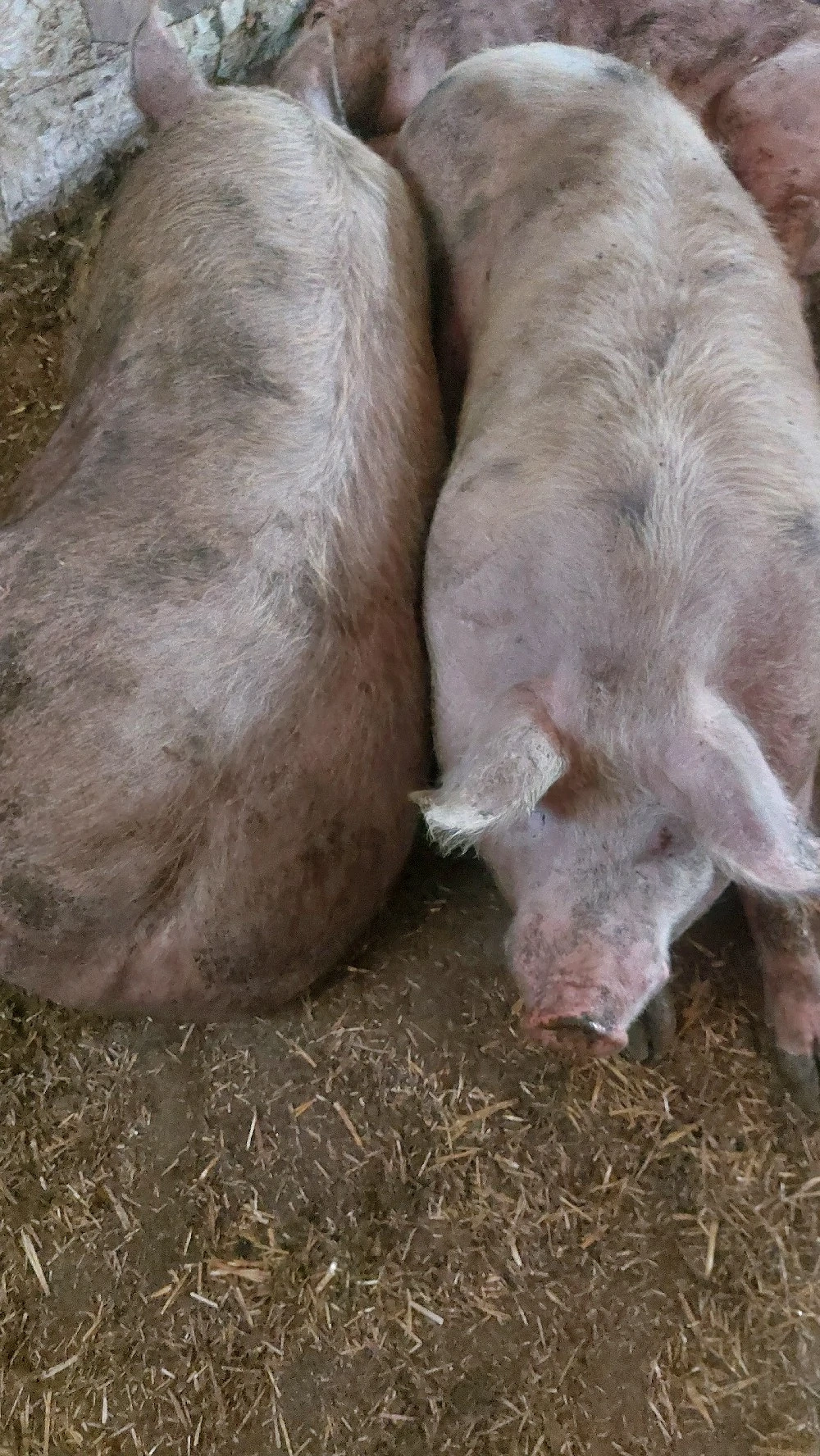 Porci de carne greutatea 250+
