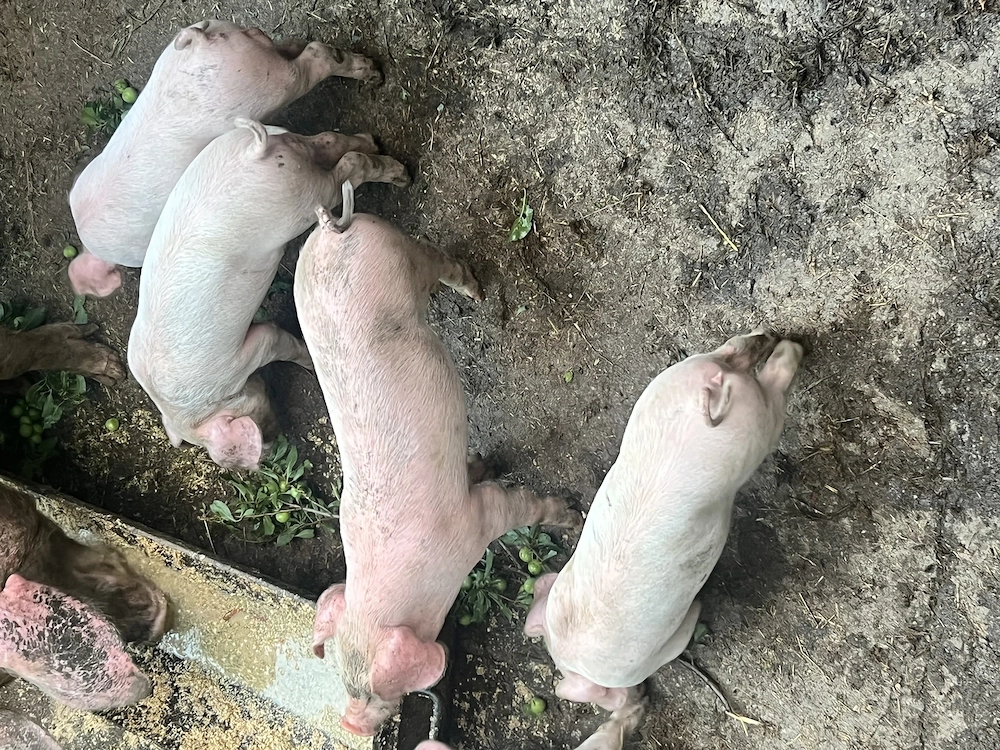 Porci de vânzare