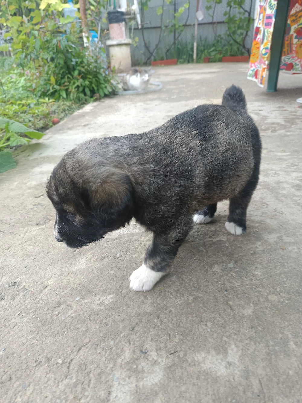 ciobanesc    fata baiat 