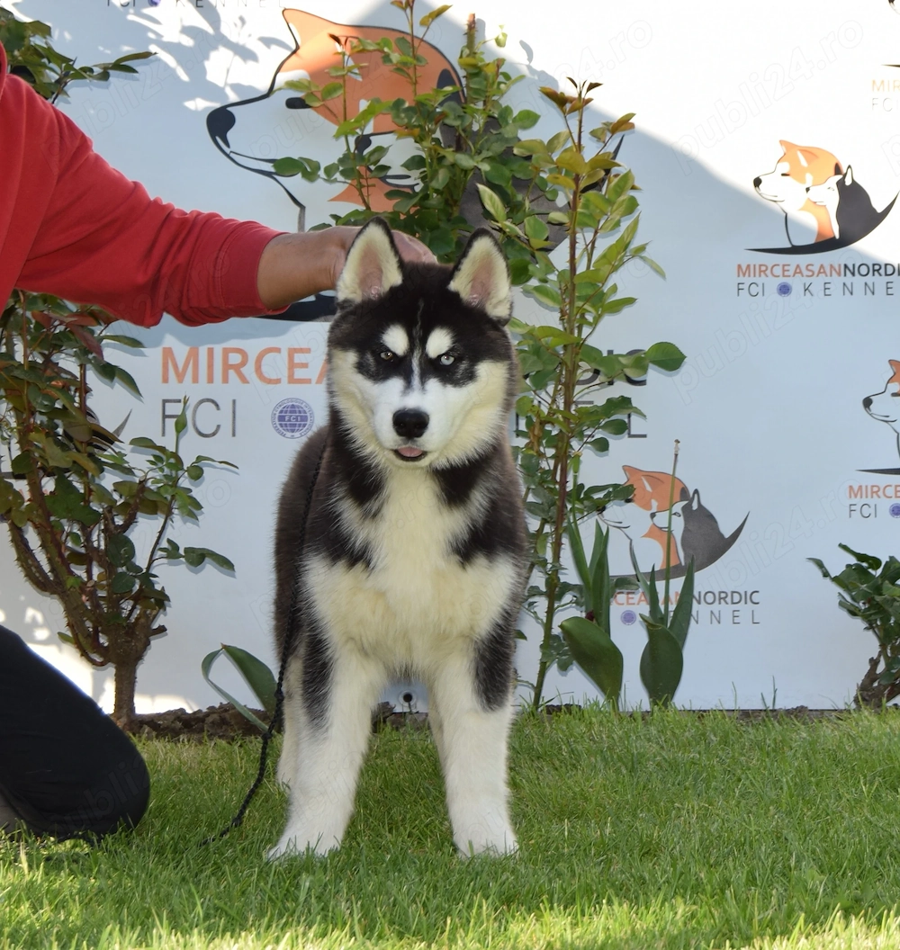 Pui Husky Siberian, părinți multipli campioni. 