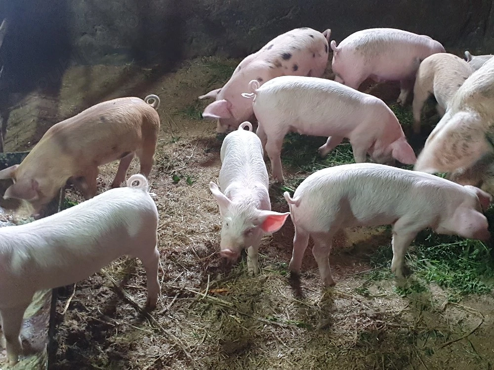 Frumoși de 7 săptămânii 