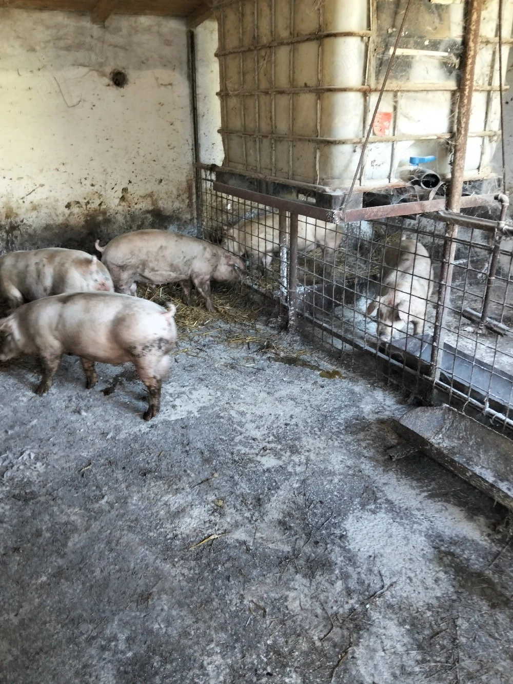 vand porci rasa 80 kg