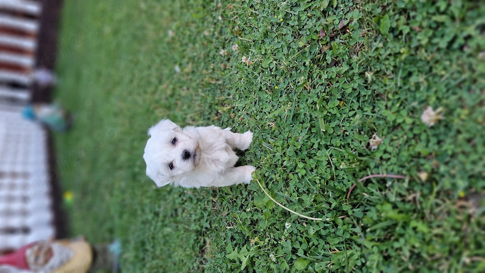 Bichoni mini toy