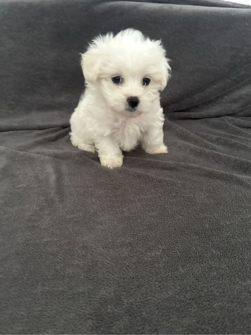 Puiuti de bichon maltez mini toy 