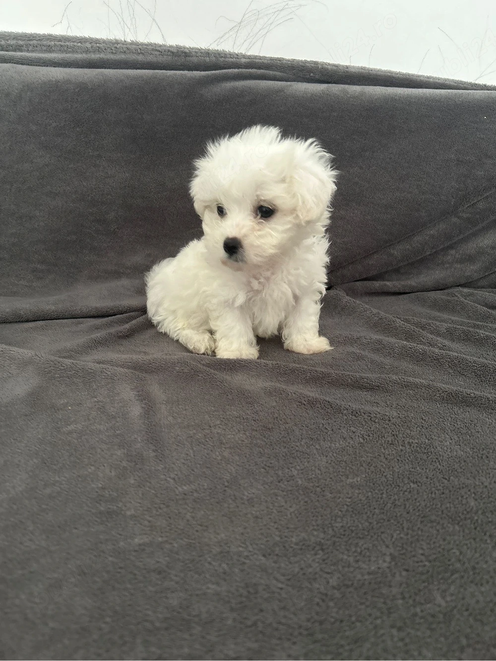 Puiuti de bichon maltez mini toy 