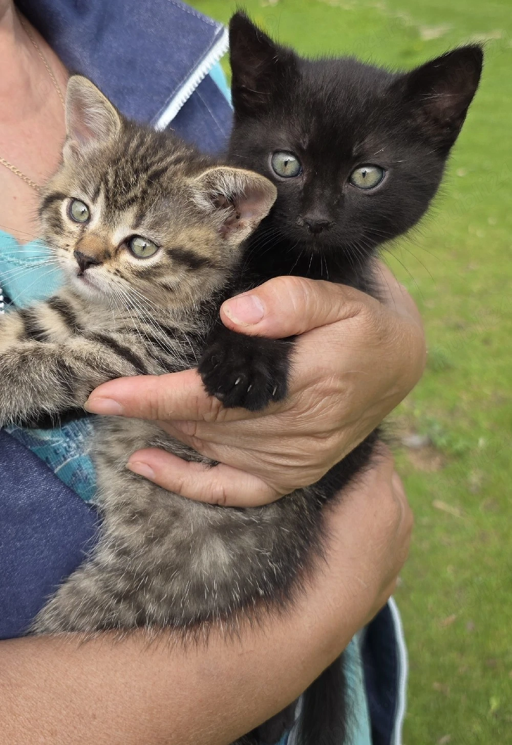 Adoptii pisoiași 