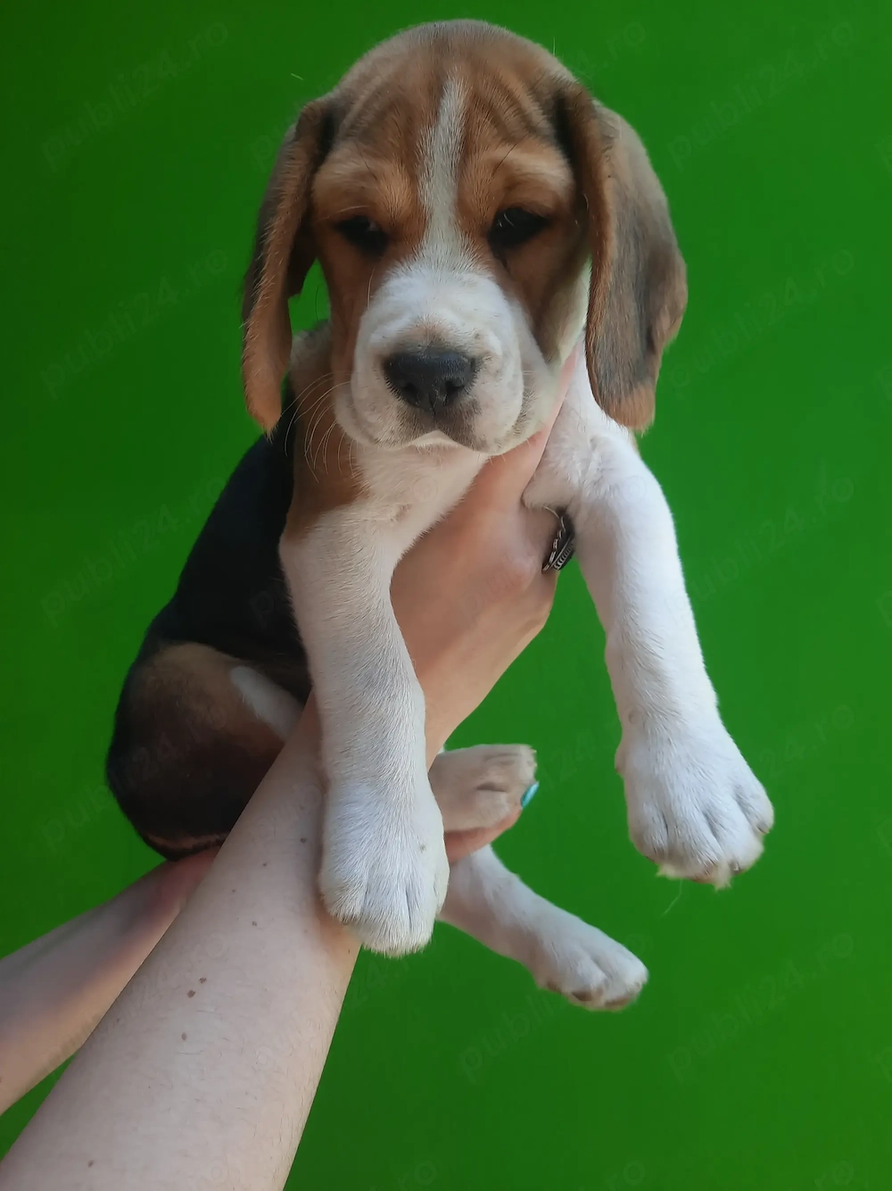 Catel beagle