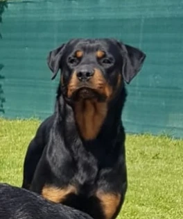 Pui rottweiler 