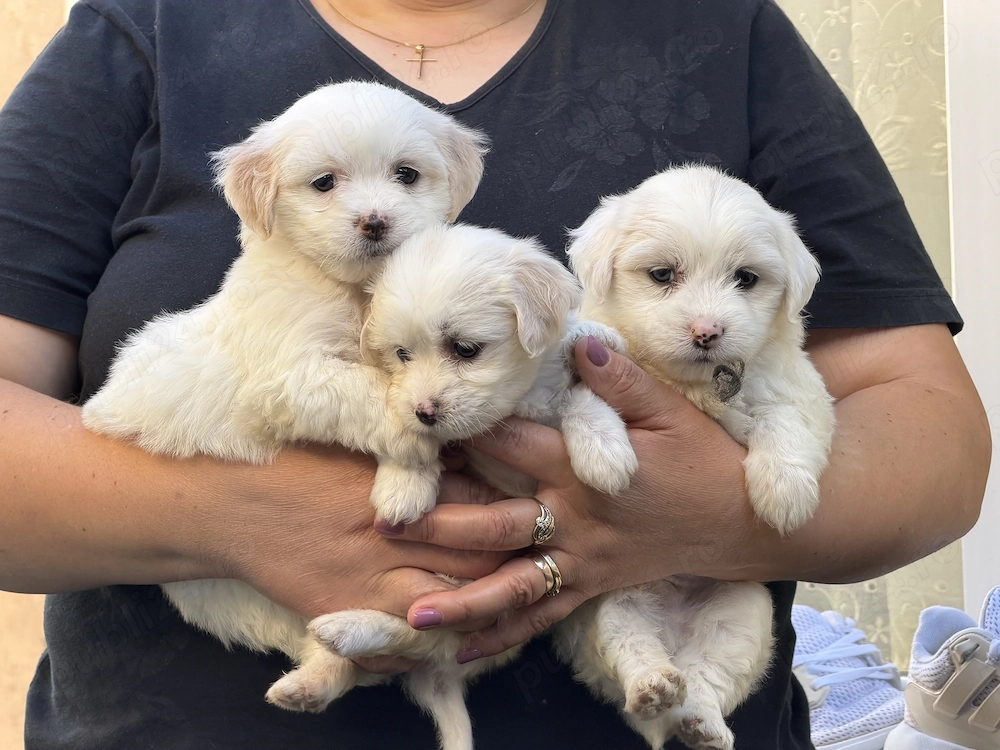 Vând bichon 