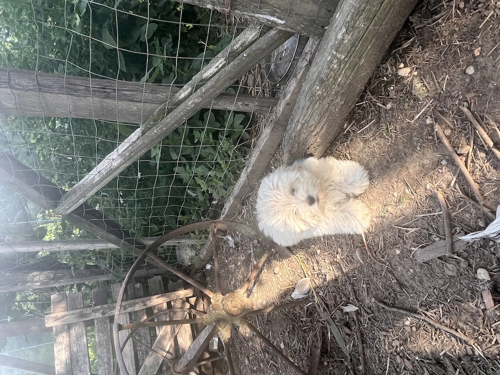 Bichon maltez vârsta 4 luni 