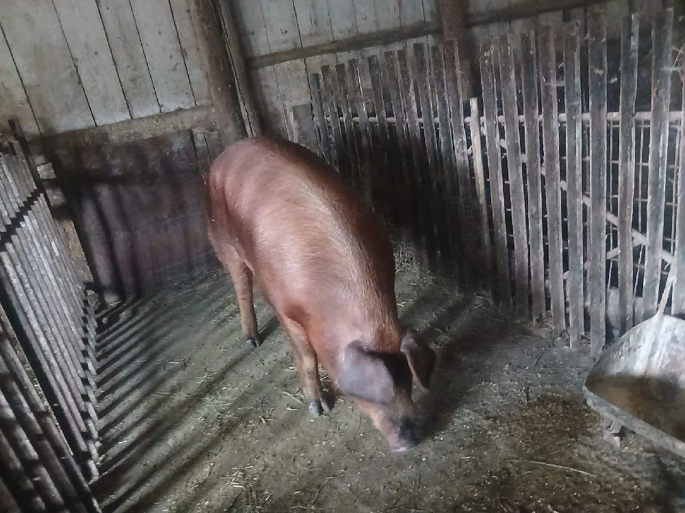 vând mascul durog cu pietrean 