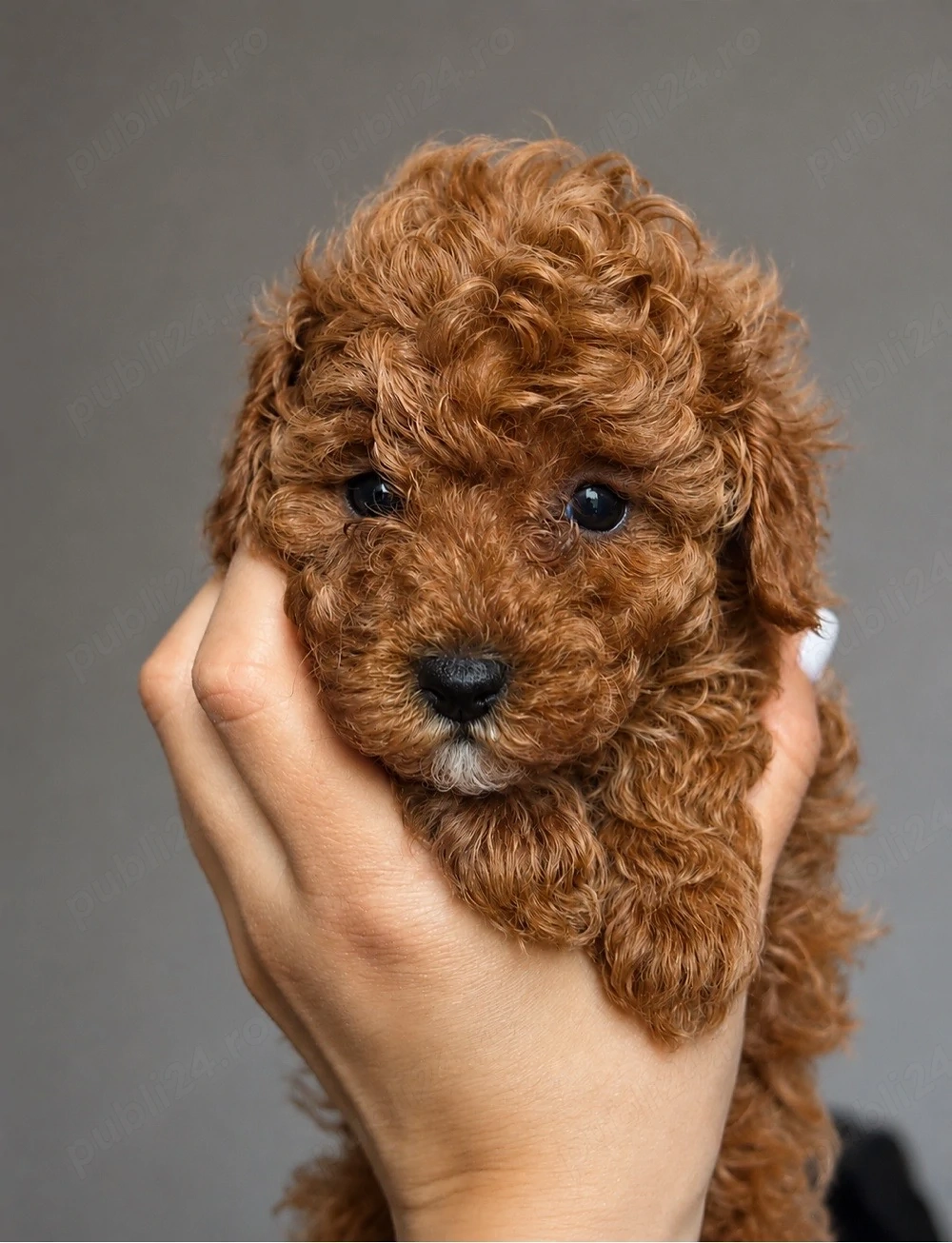 Poodle  Pudle mini toy 