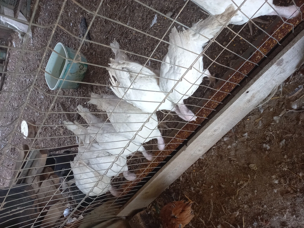 Vand curcani si cocosi rasa mixta pentru sacrificat