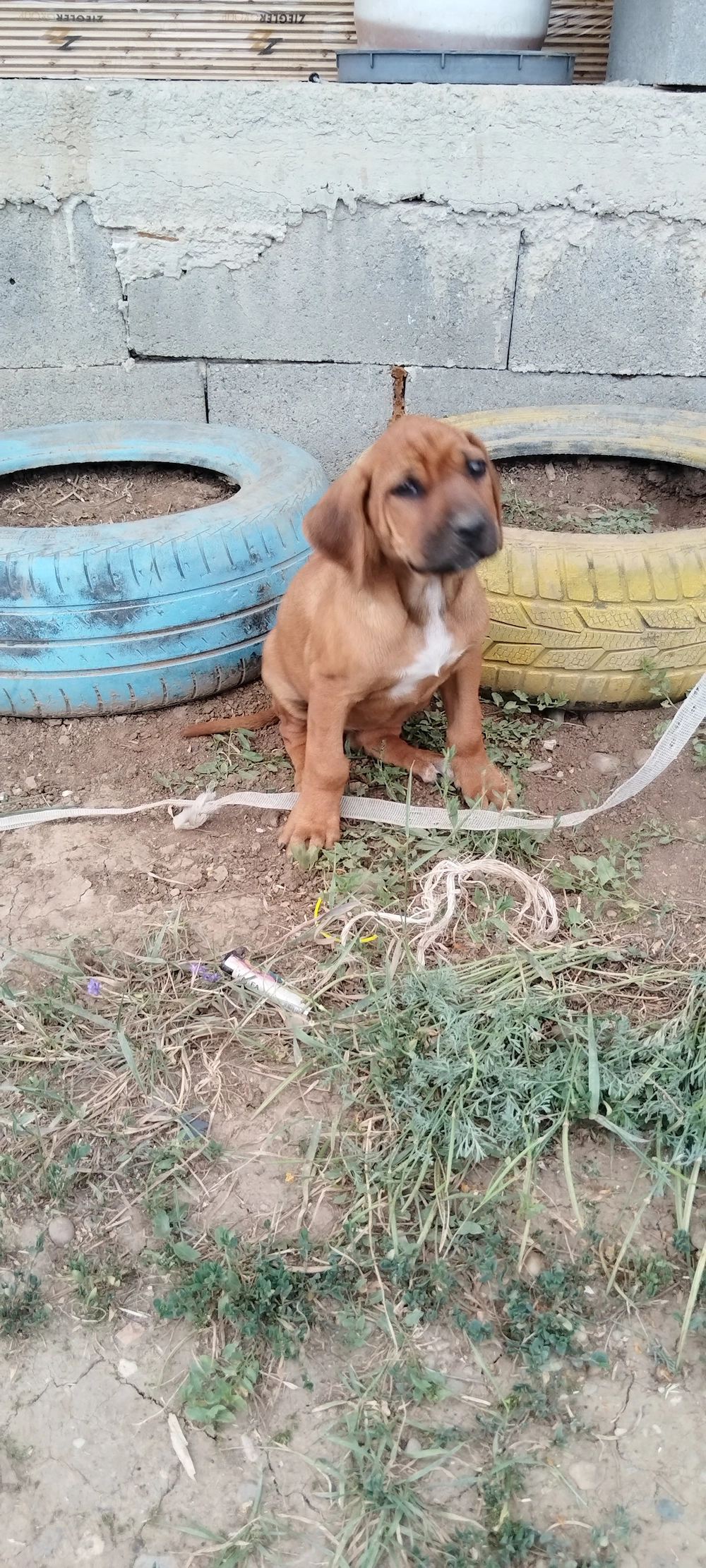 Vând pui de Rhodesian 