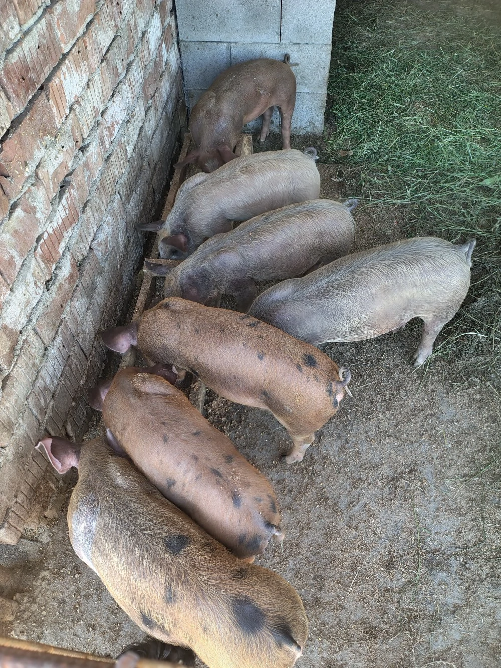 Vand porci 13 săptămâni 