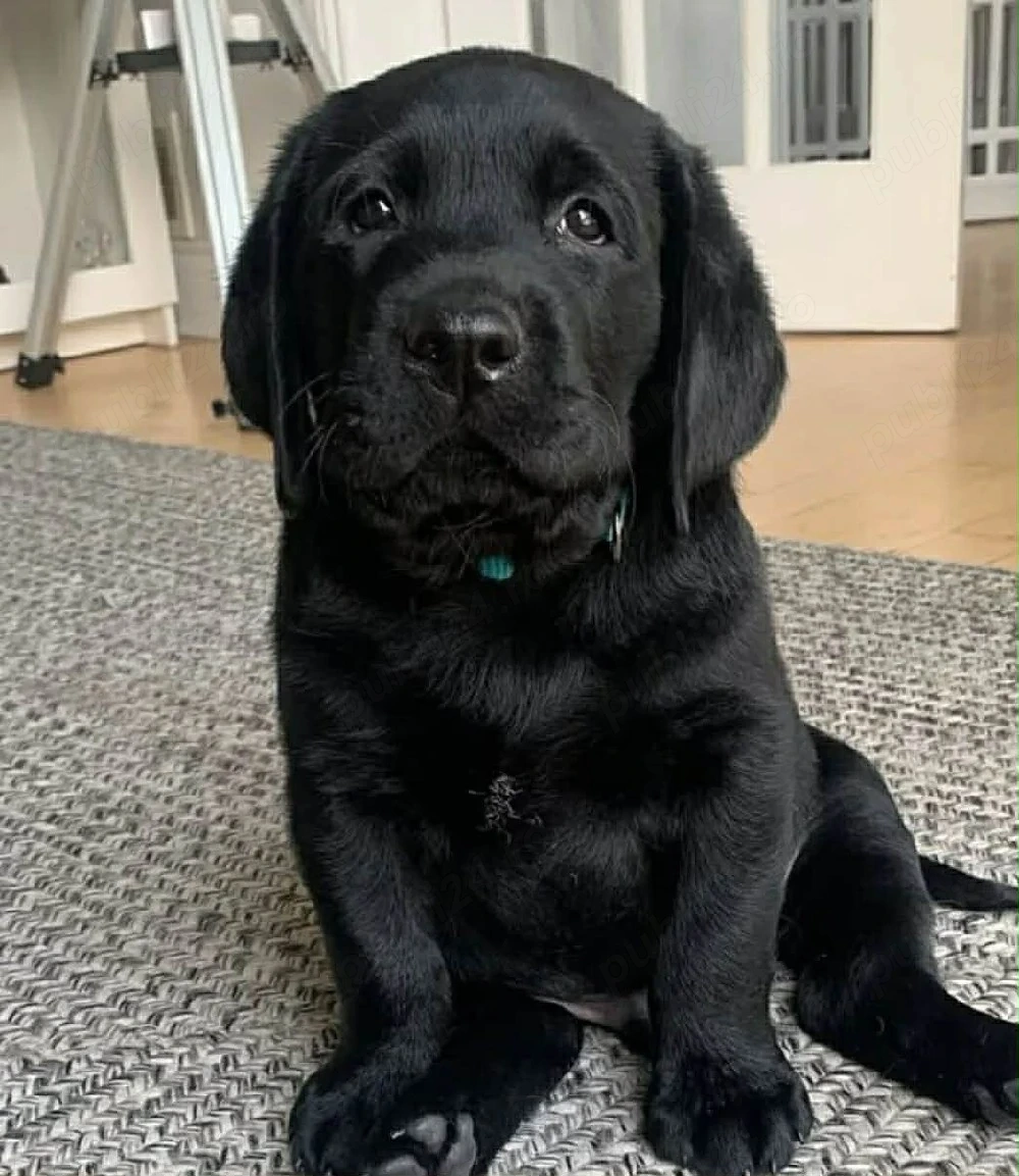 Labrador Retriever 