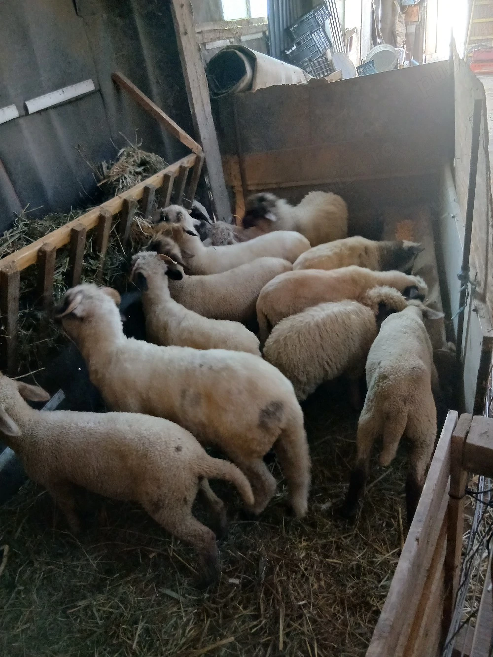 vând  10 mele de tinut 