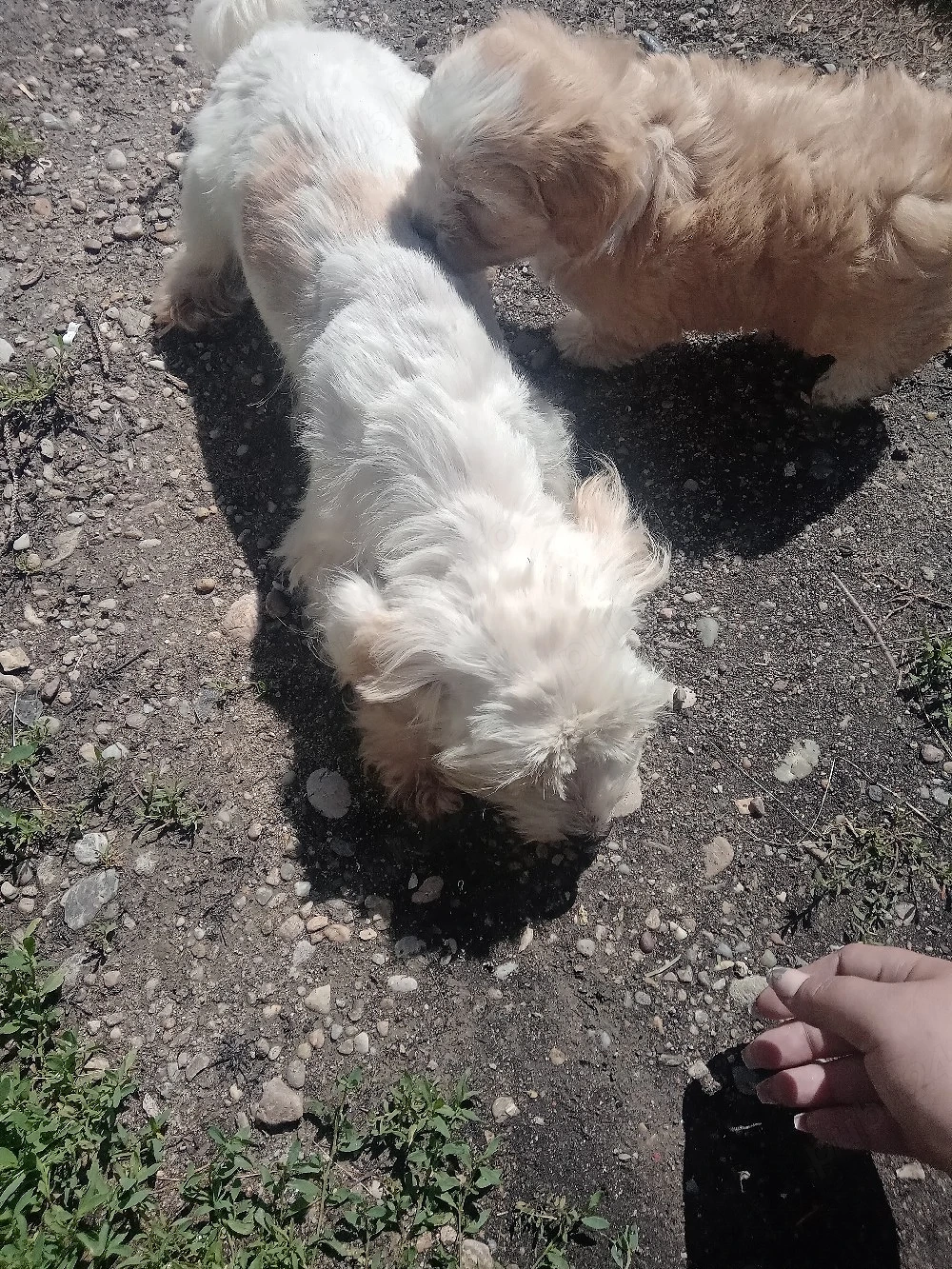 vand bichon maltez