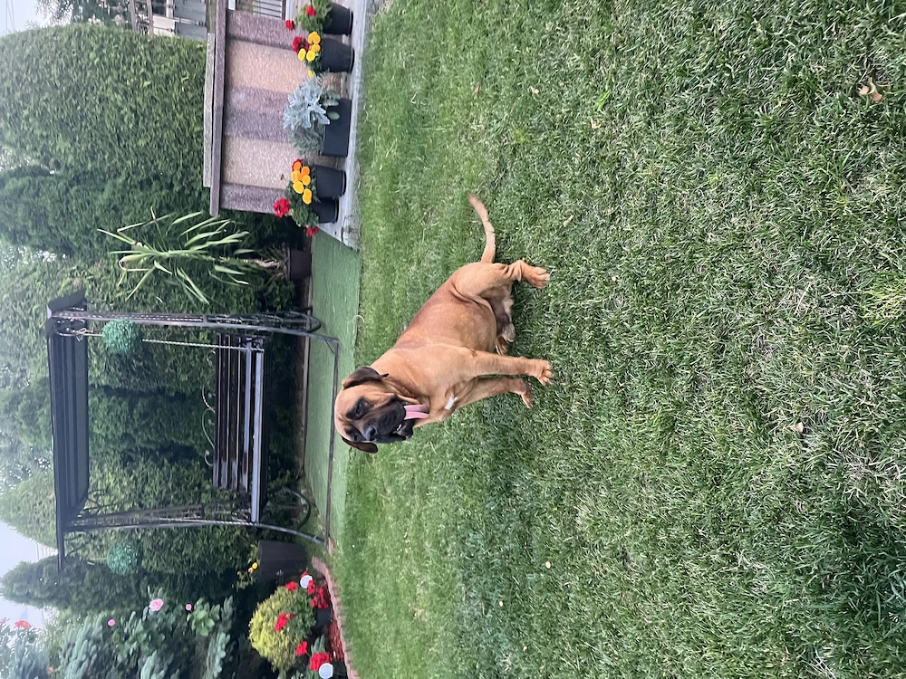 Cane Corso mascul cu pedigree 