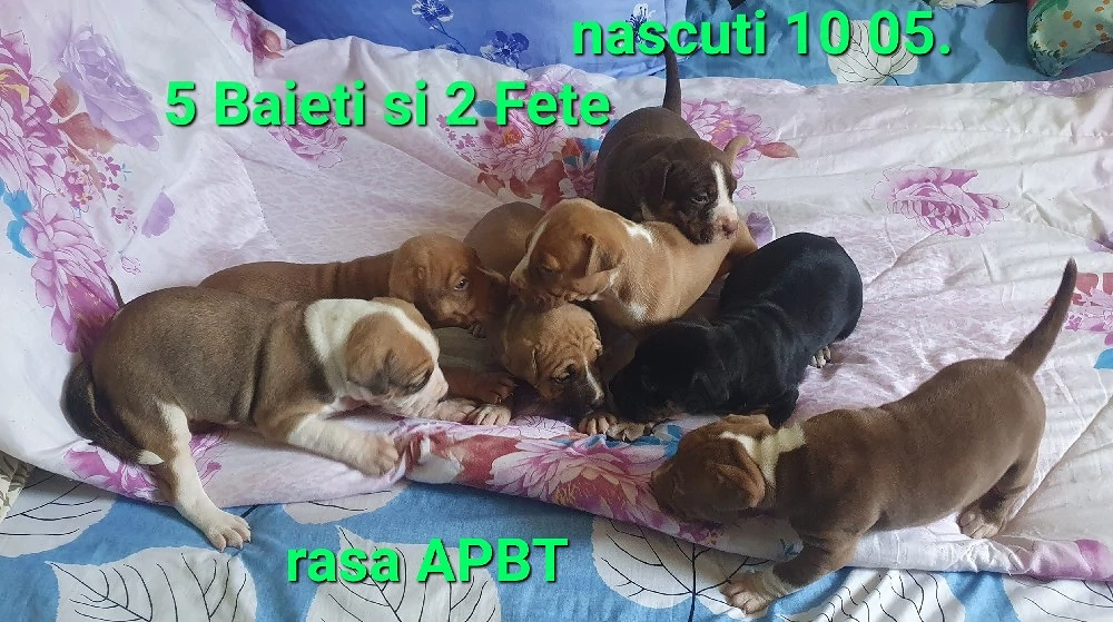 pui rasa APBT